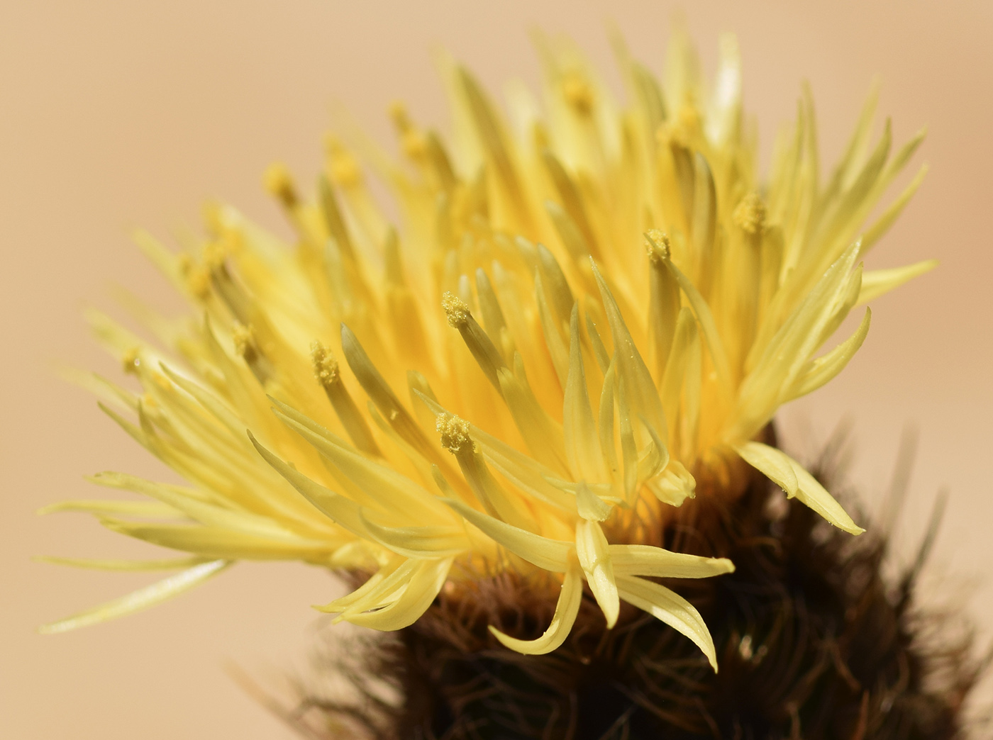 Image of Centaurea collina specimen.