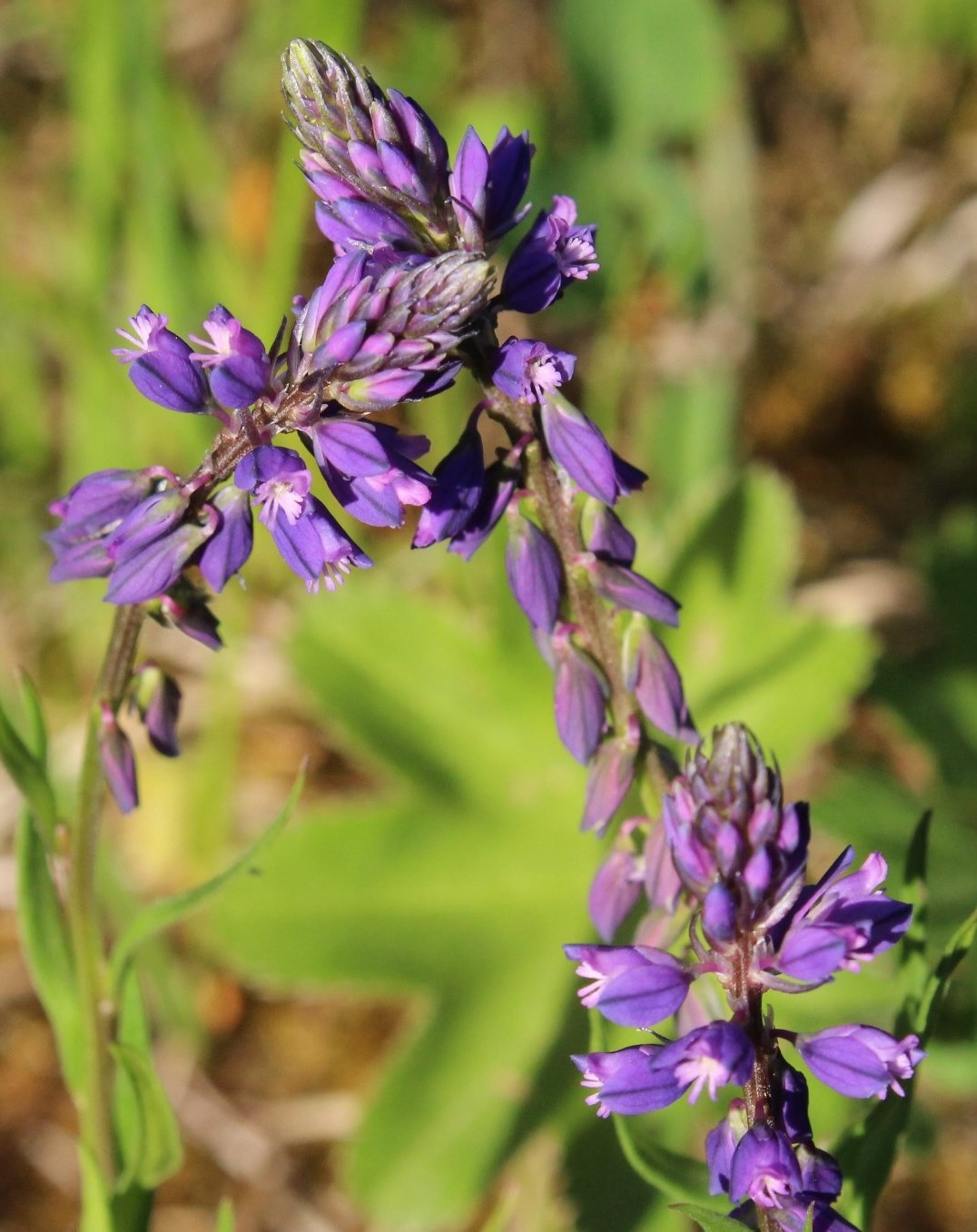 Image of Polygala hybrida specimen.