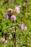 Cirsium polyacanthum. Верхушка растения с соцветиями. Казахстан, Терскей Алатау, долина р. Текес, 2550 м н.у.м. 24.07.2010.