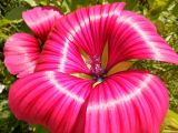 Malope trifida