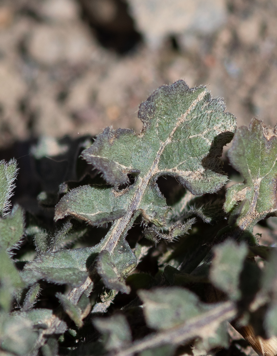 Image of Sisymbrium officinale specimen.