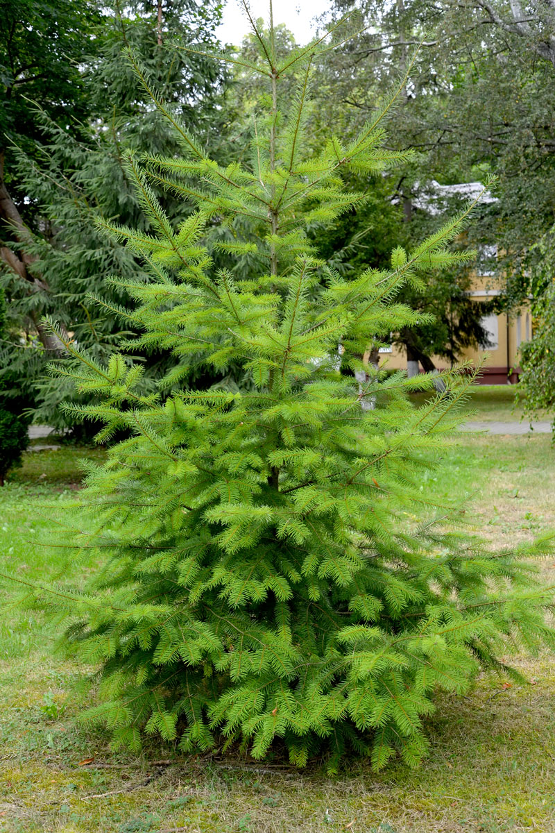 Изображение особи Pseudotsuga menziesii.