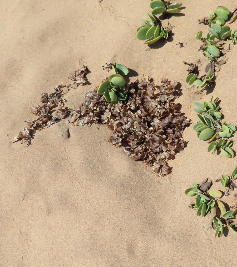 Image of Zygophyllum stapffii specimen.