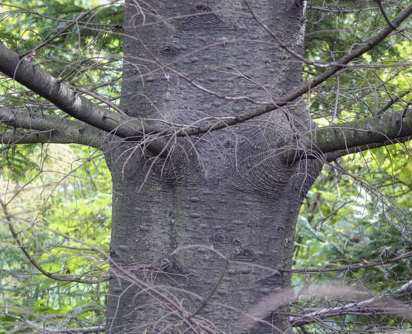 Image of Abies nephrolepis specimen.