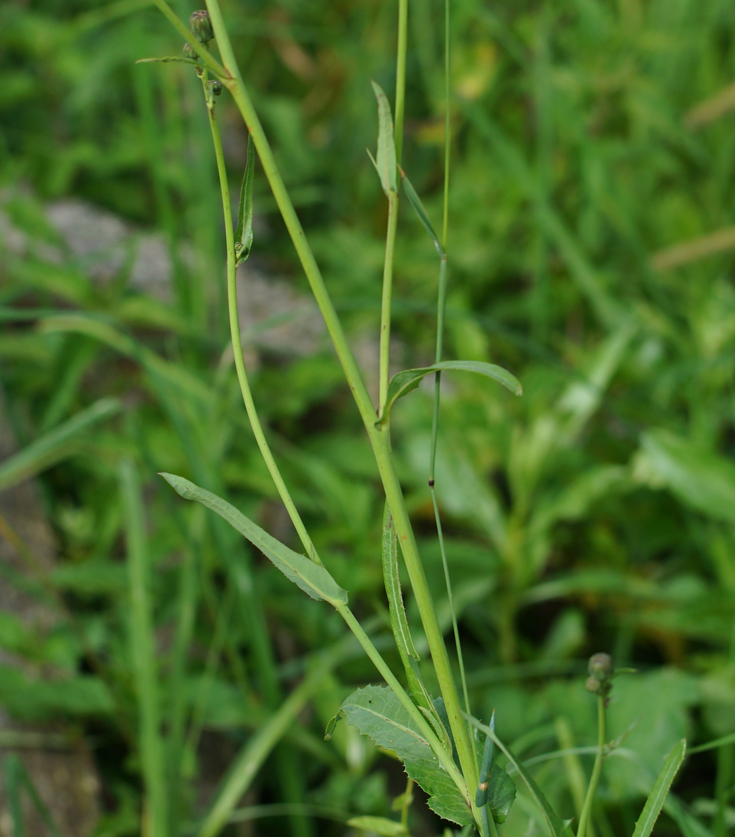 Изображение особи Sonchus arvensis ssp. uliginosus.