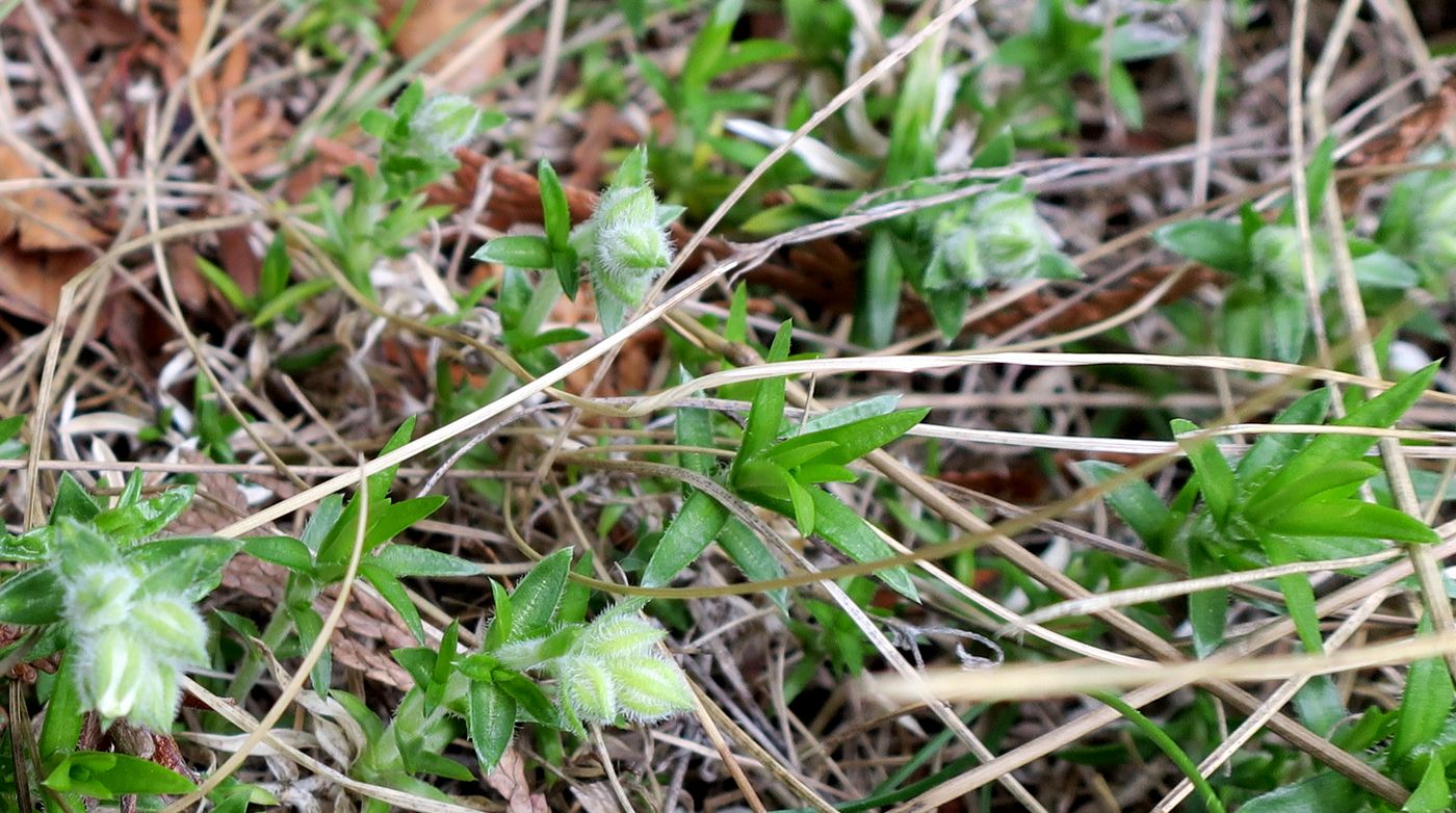 Image of Phlox subulata specimen.