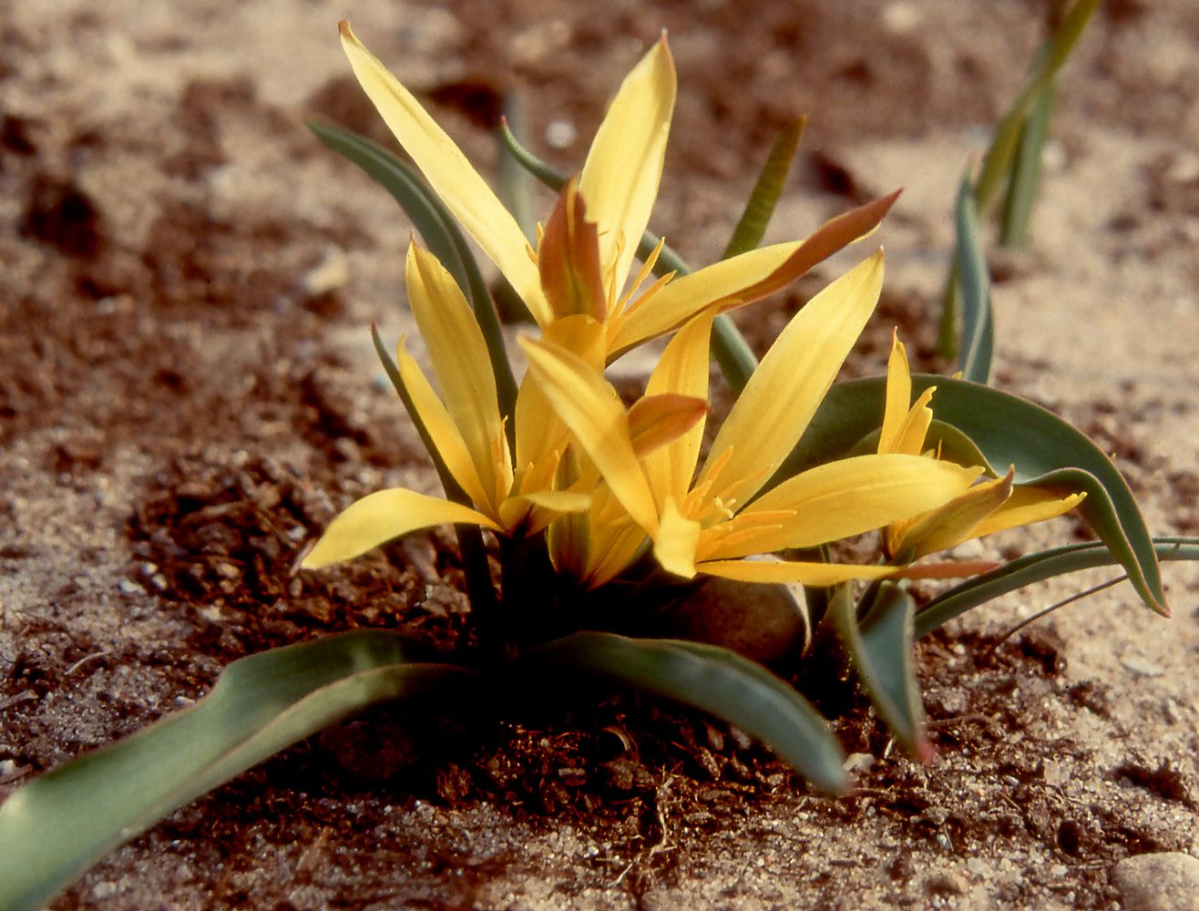 Image of Tulipa hissarica specimen.