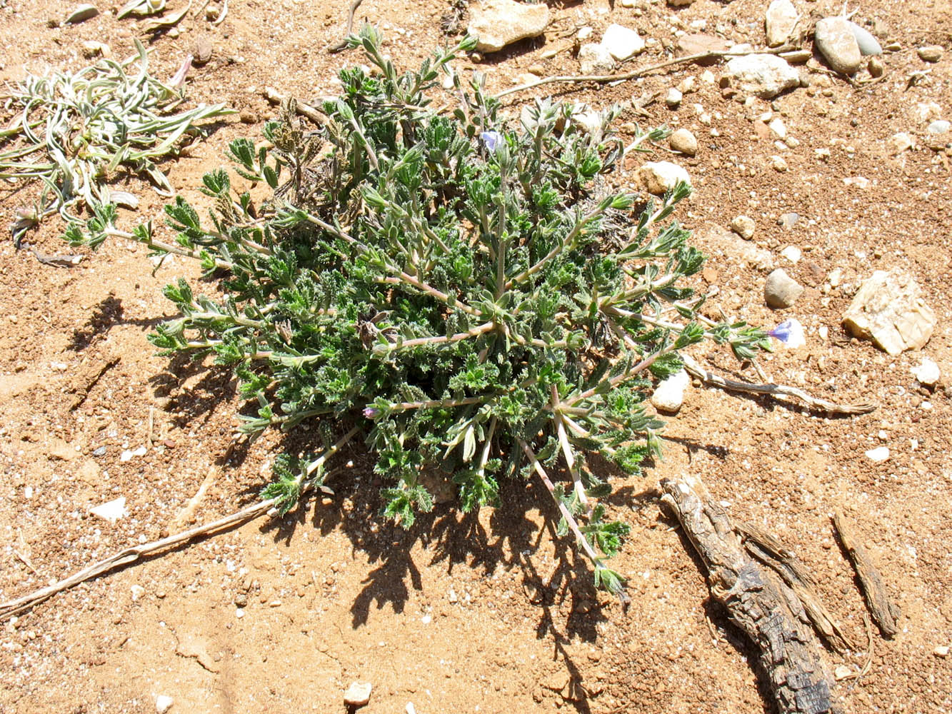 Image of Lithodora hispidula specimen.