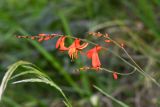 Crocosmia &times; crocosmiiflora