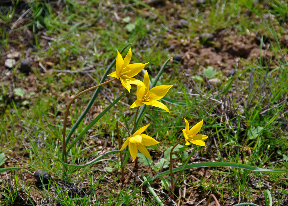 Изображение особи Tulipa biebersteiniana.