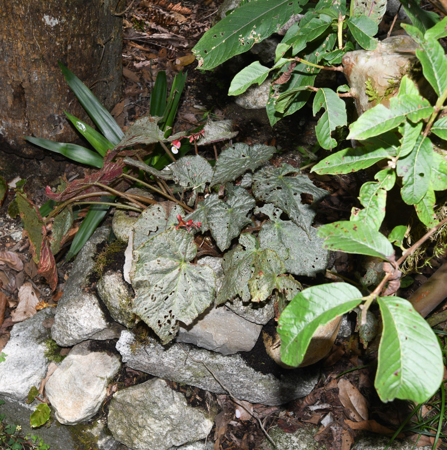 Image of genus Begonia specimen.