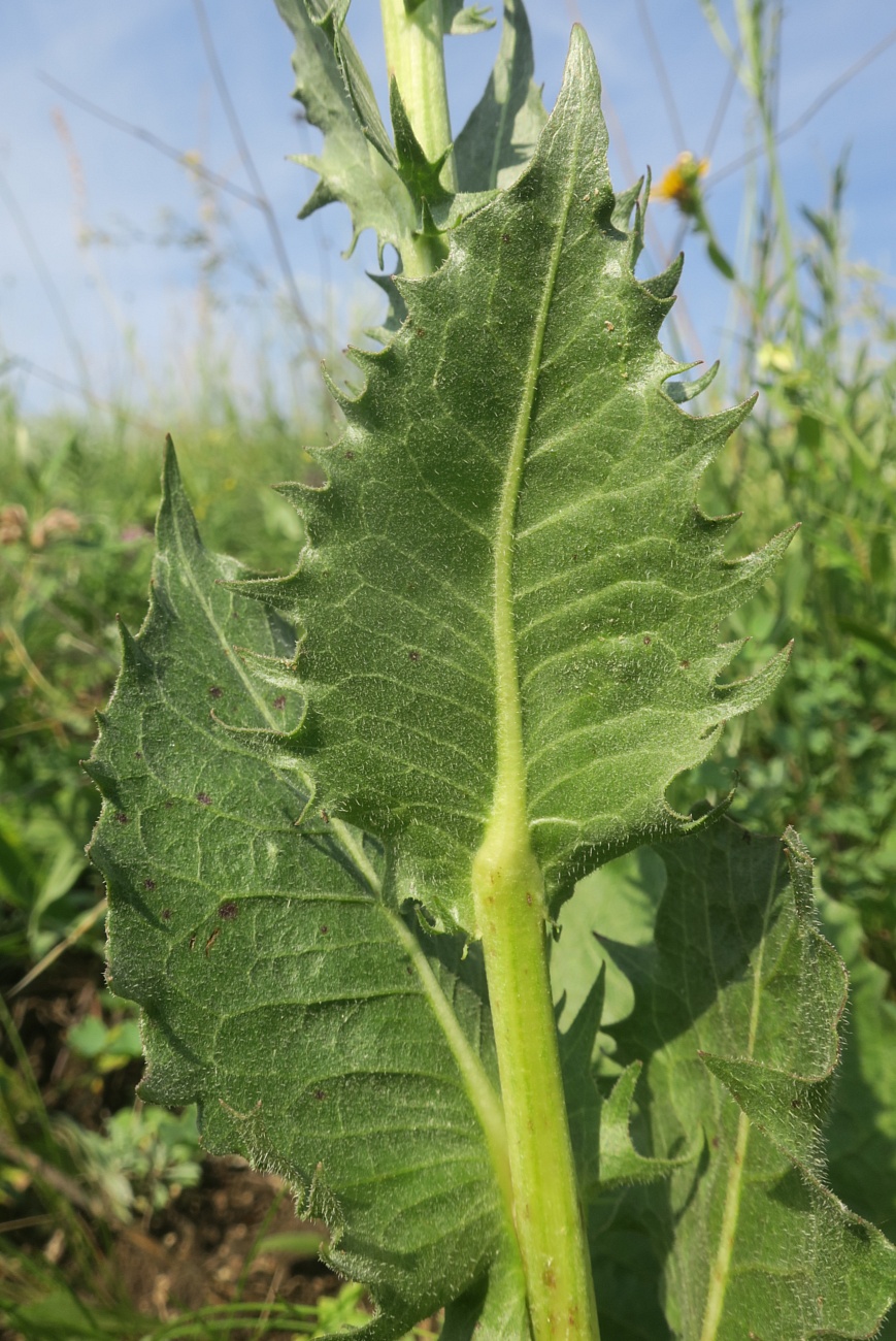 Image of Crepis pannonica specimen.