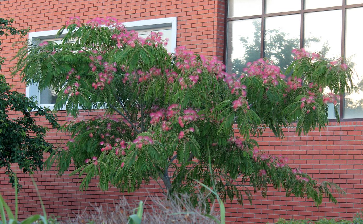 Image of Albizia julibrissin specimen.