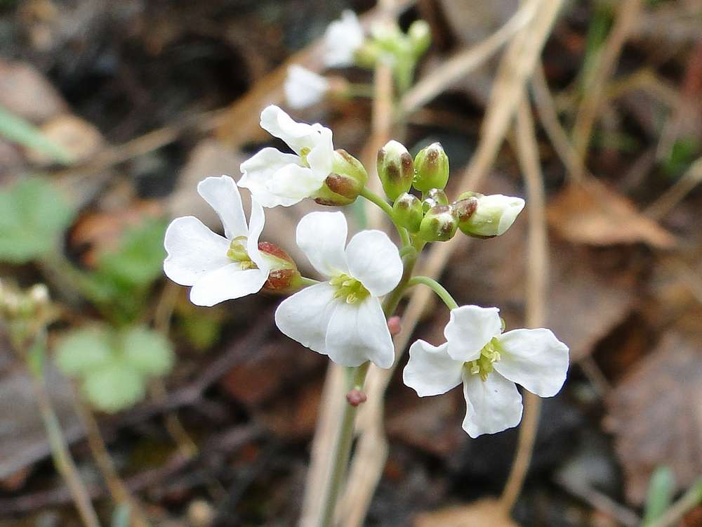 Image of Arabidopsis lyrata specimen.