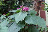 Clerodendrum bungei. Верхушка ветви с соцветиями. Крым, Южный Берег, г. Алушта, в культуре. 13.07.2021.