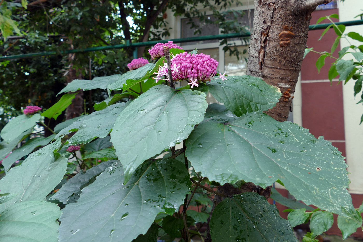 Image of Clerodendrum bungei specimen.