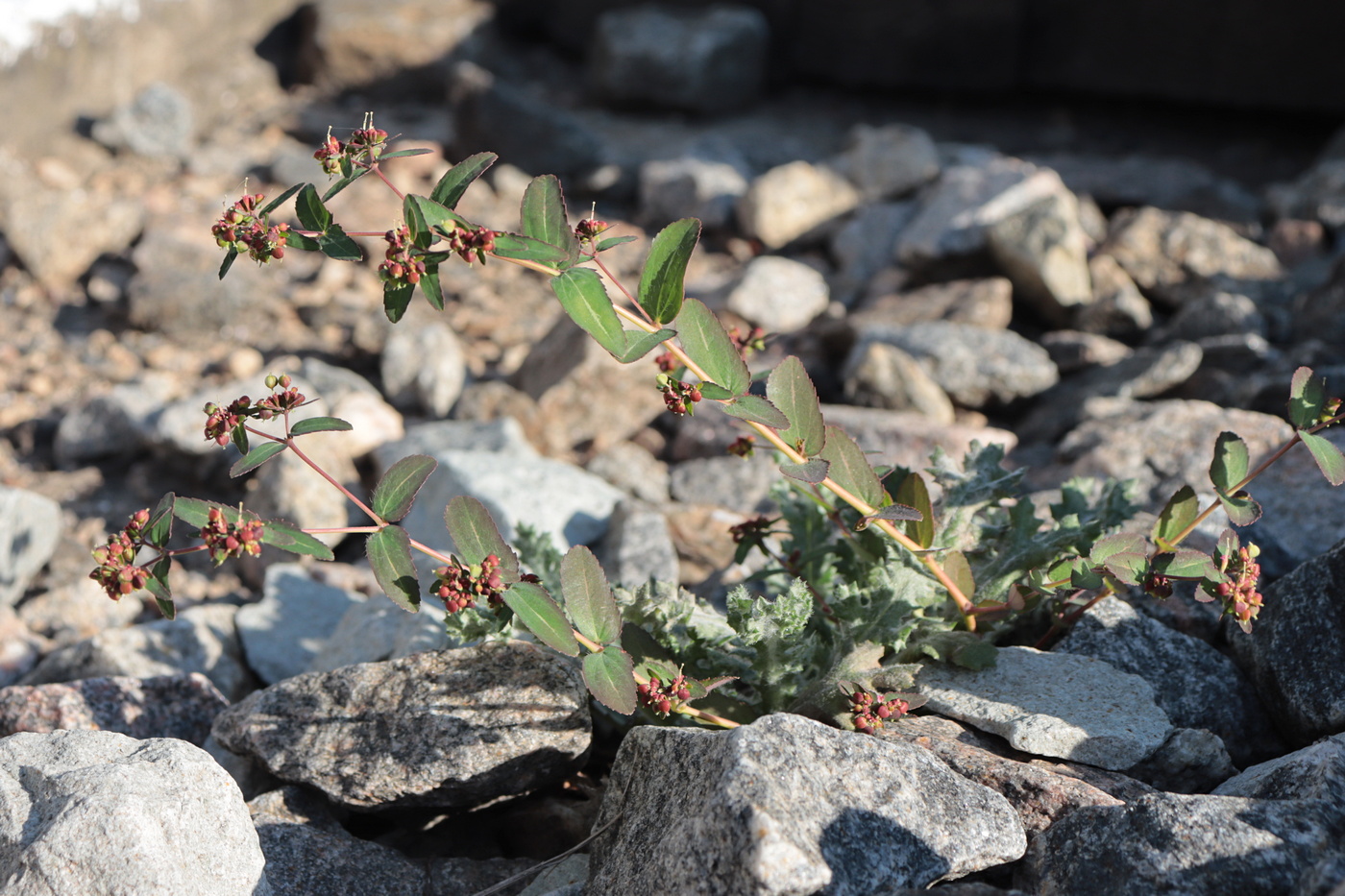 Изображение особи Euphorbia nutans.