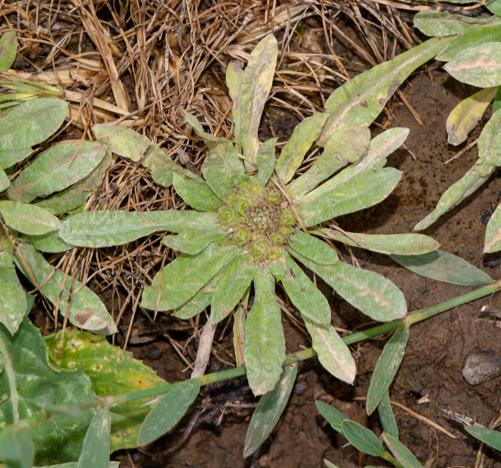 Image of Evax contracta specimen.