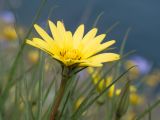 Tragopogon pusillus. Верхушка побега с соцветием. Крым, городской округ Феодосия, окр. пос. Орджоникидзе, мыс Киик-Атлама, каменисто-глинистый склон, степь. 02.05.2021.