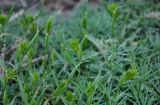 Eremopyrum triticeum. Цветущие растения. Калмыкия, Лаганский р-н, низовья р. Кума, склон балки. 22.04.2021.