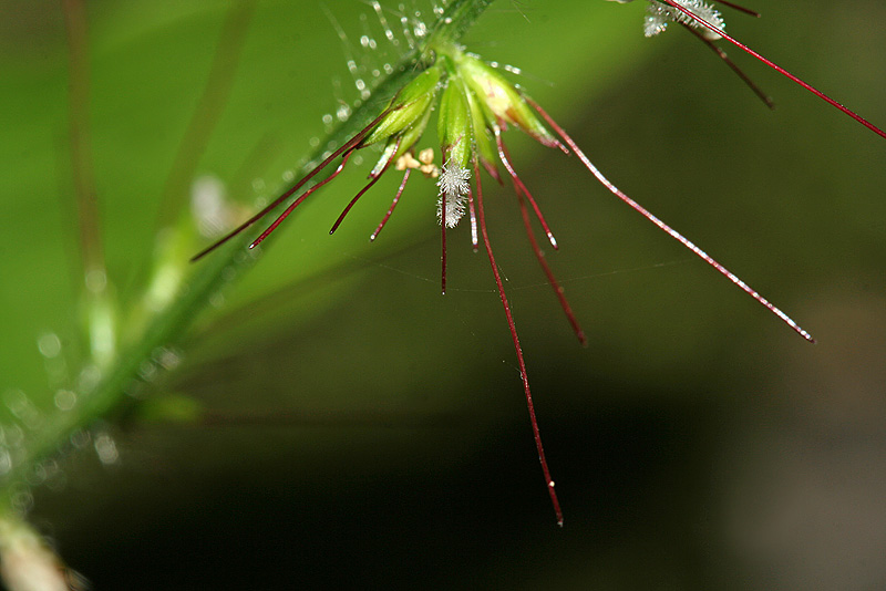 Image of Oplismenus undulatifolius specimen.