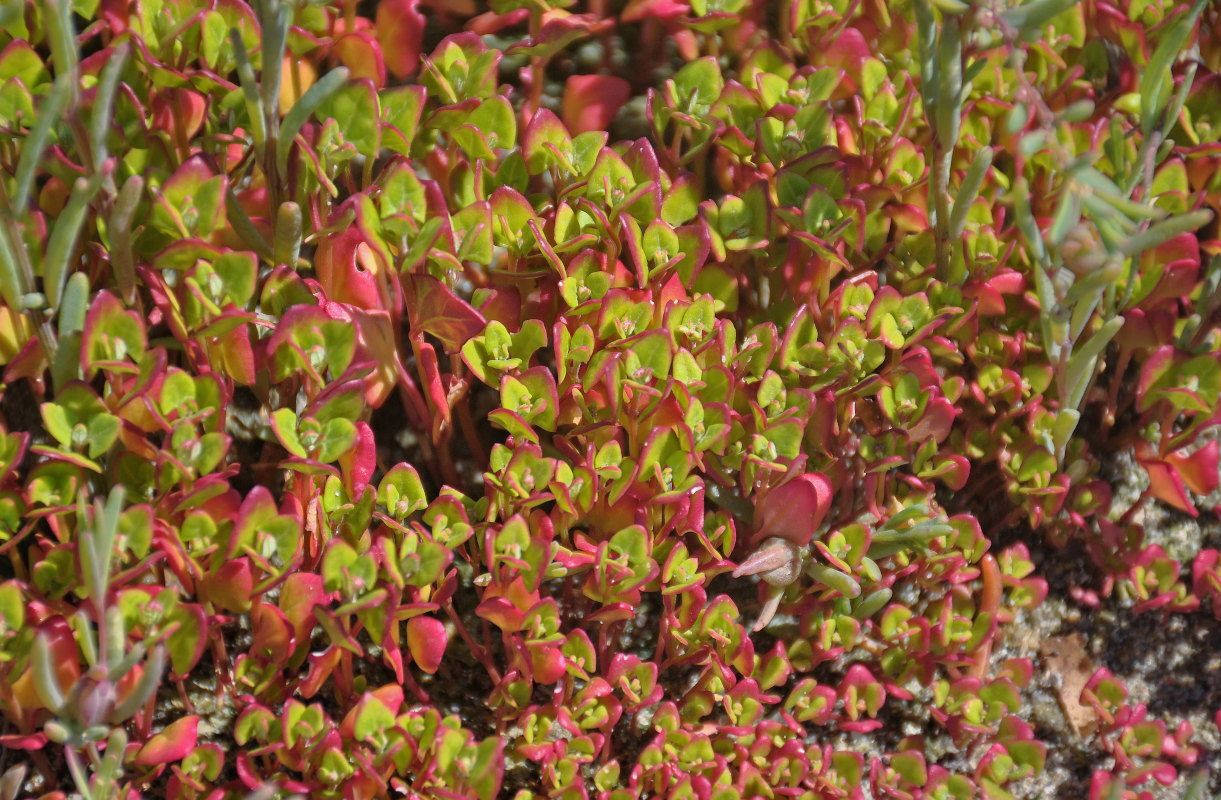 Image of familia Chenopodiaceae specimen.