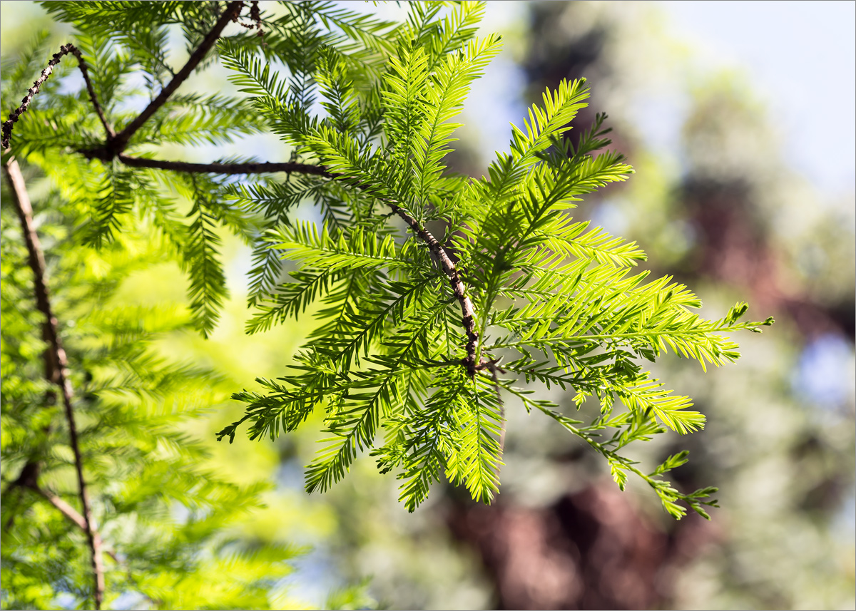 Изображение особи Taxodium distichum.