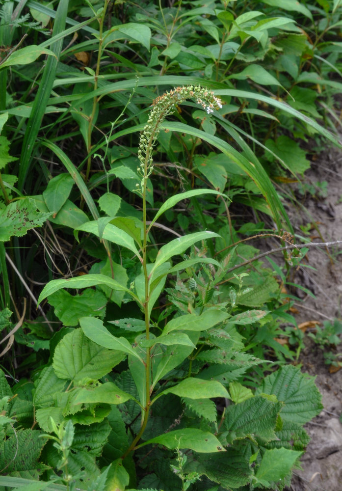 Image of Lysimachia clethroides specimen.