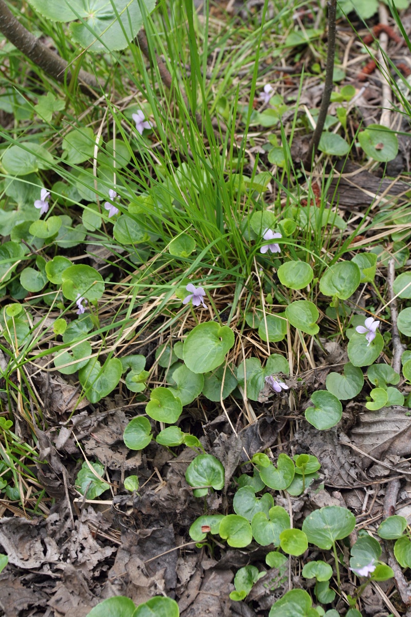 Image of Viola palustris specimen.