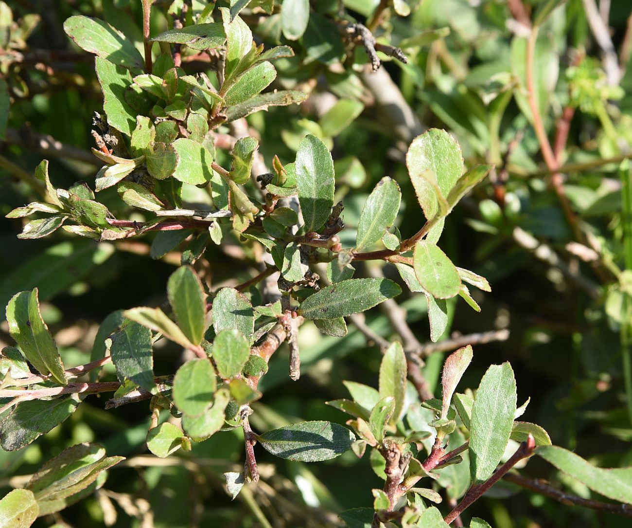 Image of genus Salix specimen.