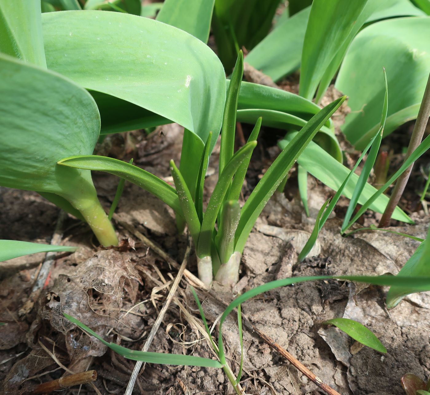 Изображение особи Hyacinthoides hispanica.