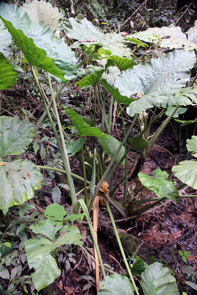 Image of Alocasia robusta specimen.