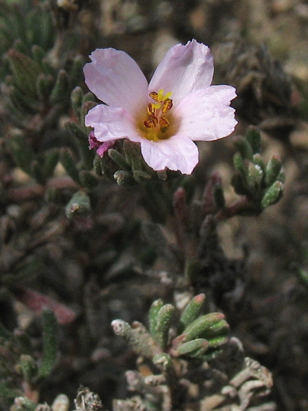 Image of Frankenia capitata specimen.