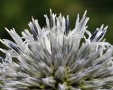 Echinops sphaerocephalus. Часть соцветия. Крым, г. Симферополь, окр. мкр-на Пневматика, степное сообщество. 01.08.2022.