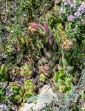 Sempervivum transcaucasicum. Растения с бутонами (вокруг - Thymus). Армения, обл. Гегаркуник, берег оз. Севан, гора Артаниш, ≈ 2400 м н.у.м., каменистый участок лугового склона. 23.06.2022.