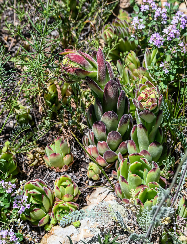 Image of Sempervivum transcaucasicum specimen.