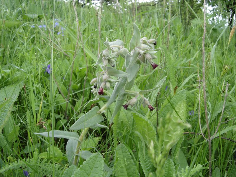 Image of Nonea rossica specimen.