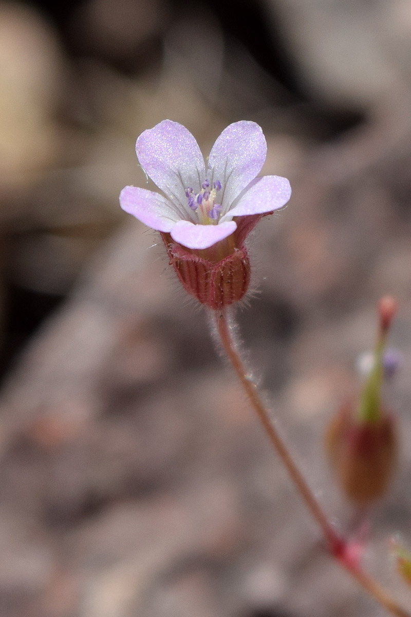 Изображение особи Geranium rotundifolium.