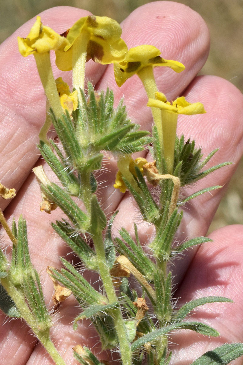 Изображение особи Arnebia coerulea.