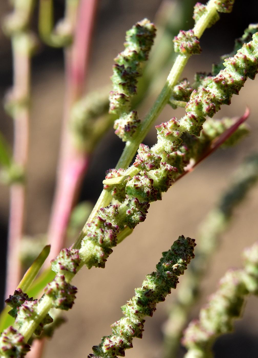 Image of genus Atriplex specimen.