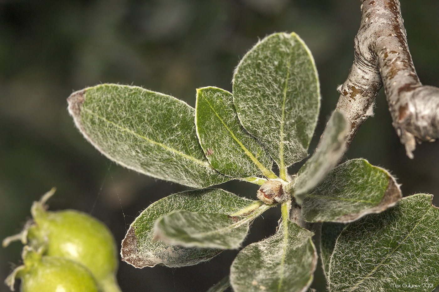 Image of Pyrus elaeagrifolia specimen.