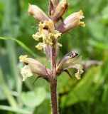 Orobanche owerinii. Нижняя часть соцветия. Республика Ингушетия, Джейрахский р-н, окр. альплагеря \"Кязи\", выс. 1960 м н.у.м, луг. 23 июля 2022 г.