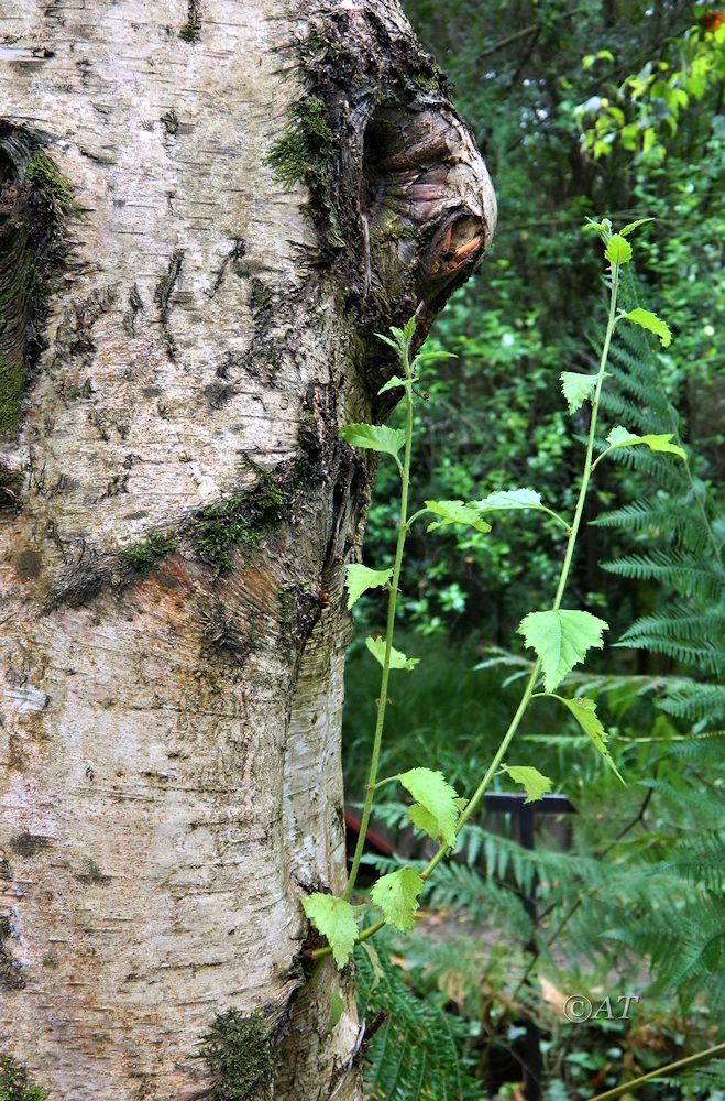 Image of Betula celtiberica specimen.