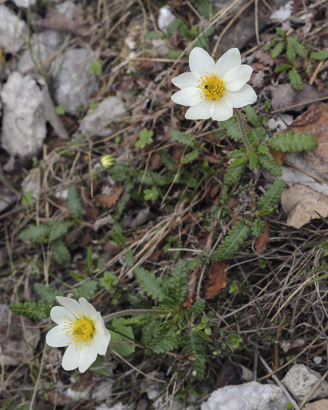 Изображение особи Dryas punctata.