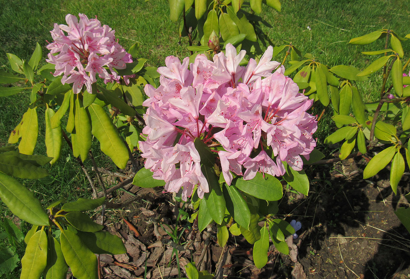 Изображение особи род Rhododendron.