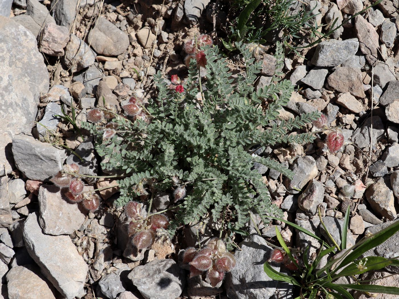 Изображение особи Oxytropis anaulgensis.