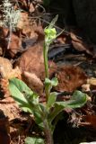 Tephroseris integrifolia. Молодой побег с нераспустившимися соцветиями. Свердловская обл., окр. г. Североуральск, склон скал Три Брата. 15.05.2010.