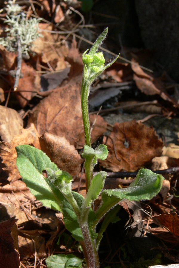 Изображение особи Tephroseris integrifolia.