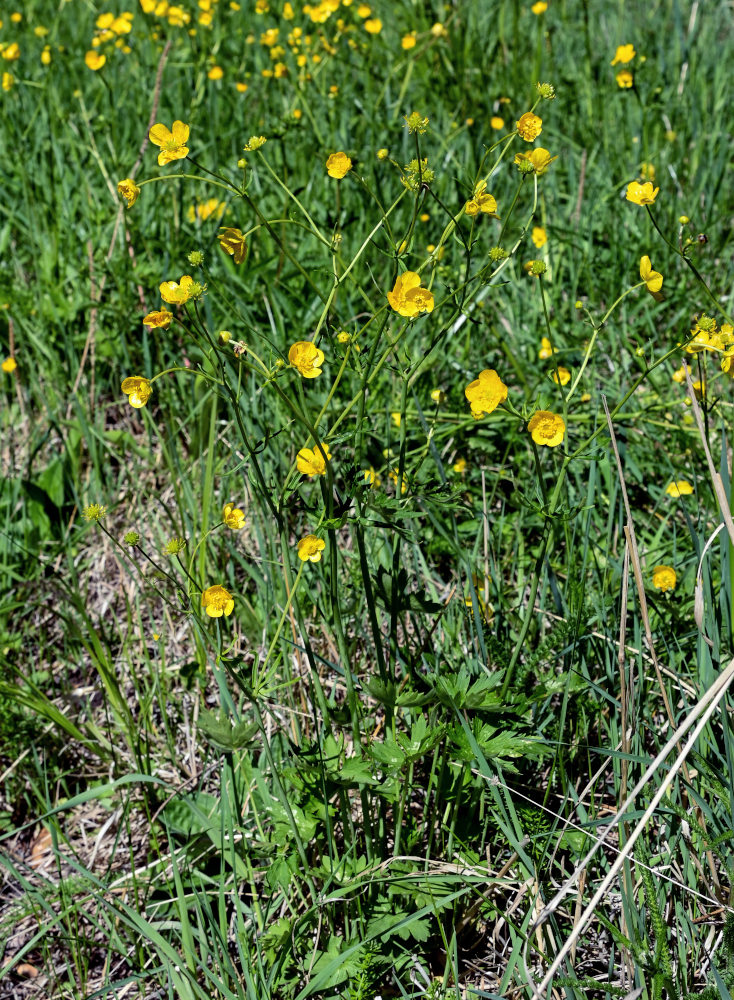 Image of Ranunculus grandifolius specimen.