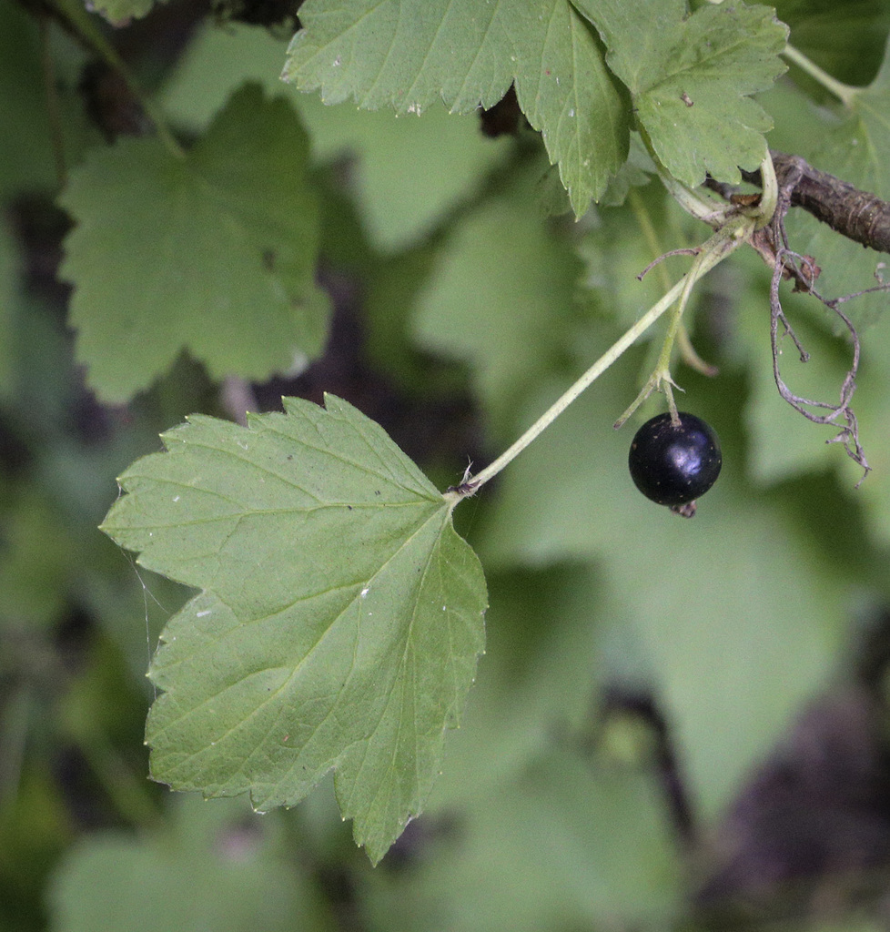 Image of Ribes nigrum specimen.